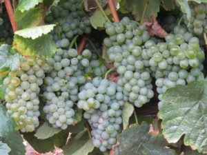 Hablando de vinos y uvas: ‘La Godello’