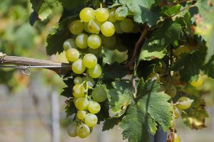 Hablando de vinos y uvas: ‘La Moscatel de Alejandría’