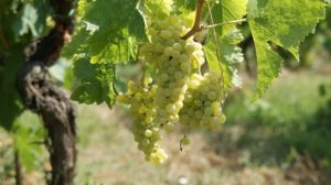 Hablando de vinos y uvas: ‘La Semillón’