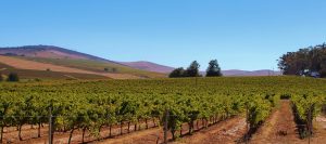 Del volumen al valor: la evolución hacia la alta gama del vino sudafricano