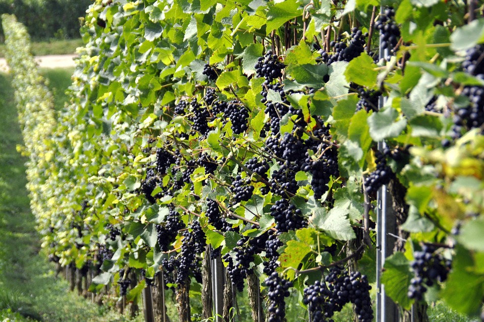 Principales novedades propuestas por la CE sobre el frente de la política del vino de calidad