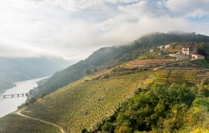 Wine Tourism Report 2026: A Global Sector in Full Transformation