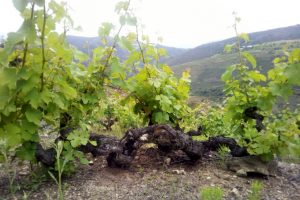 Does Red Godello Exist?