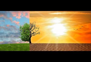 La ola de calor «pone a prueba» a los viñedos europeos