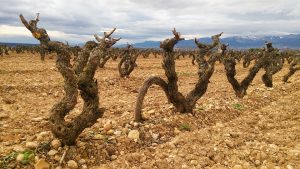 Vino de viñas viejas: qué significa y qué lo hace especial
