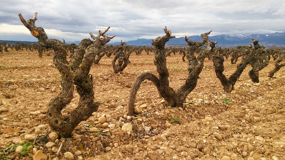 Exceso de uva y vino en la DOCa Rioja