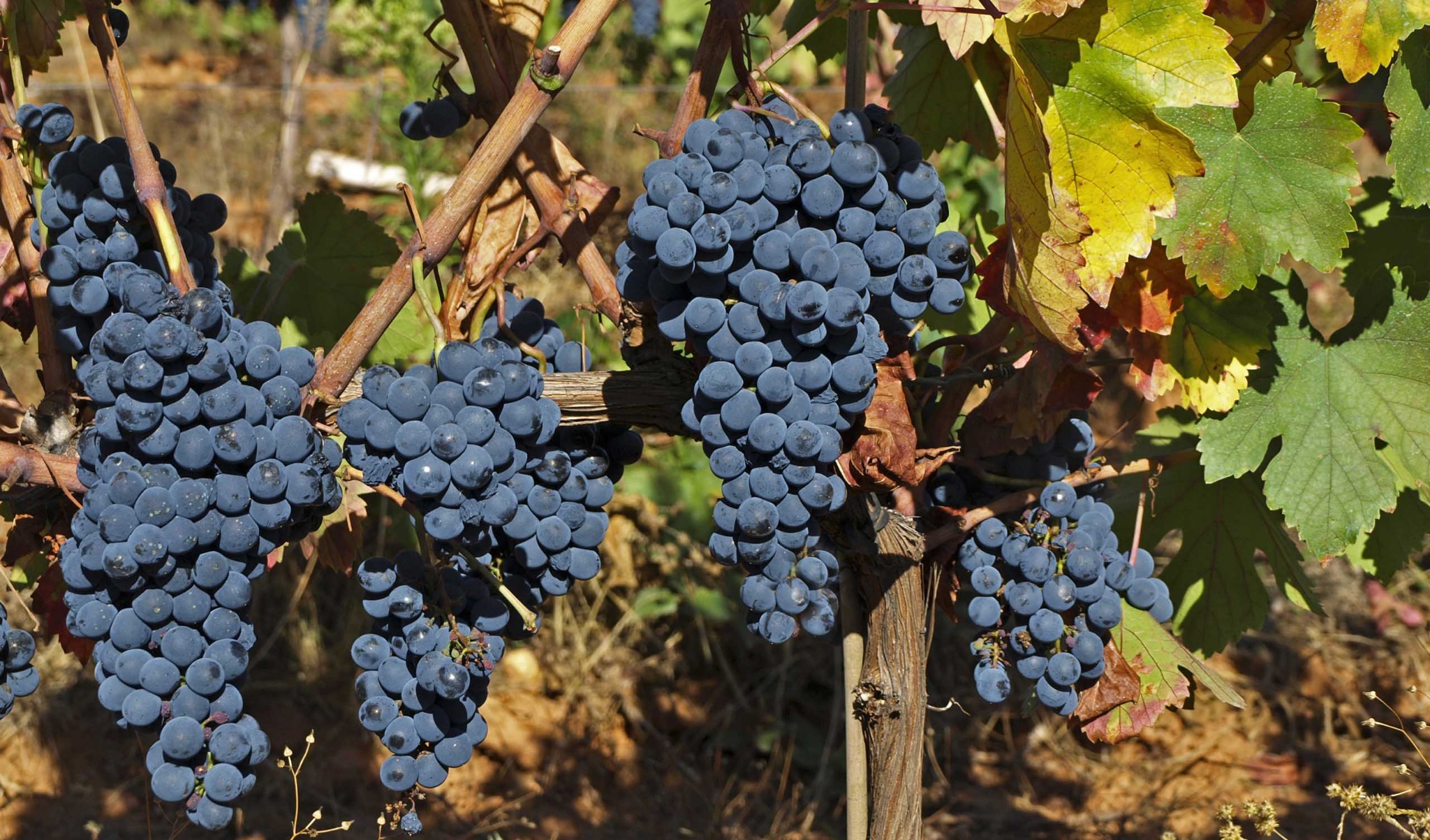 Viñas centenarias de Mencía