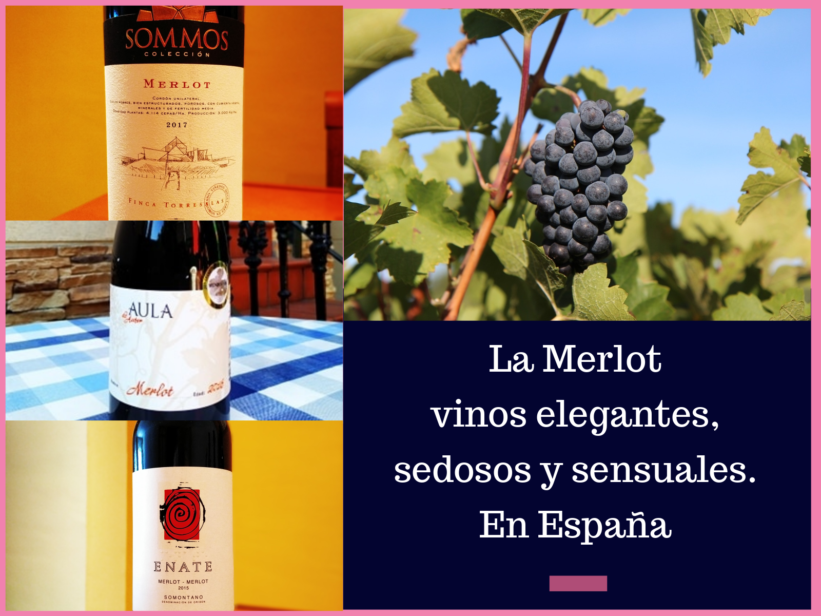 Diferentes vinos Merlot en España