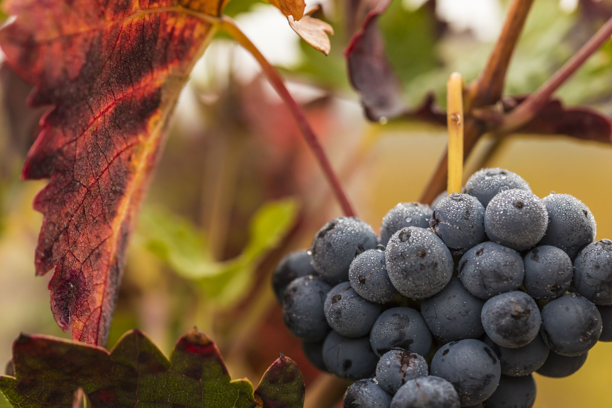 Vendimia en Vega Sicilia