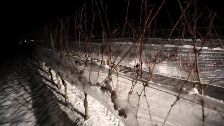Ice wine