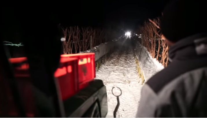 Ice wine