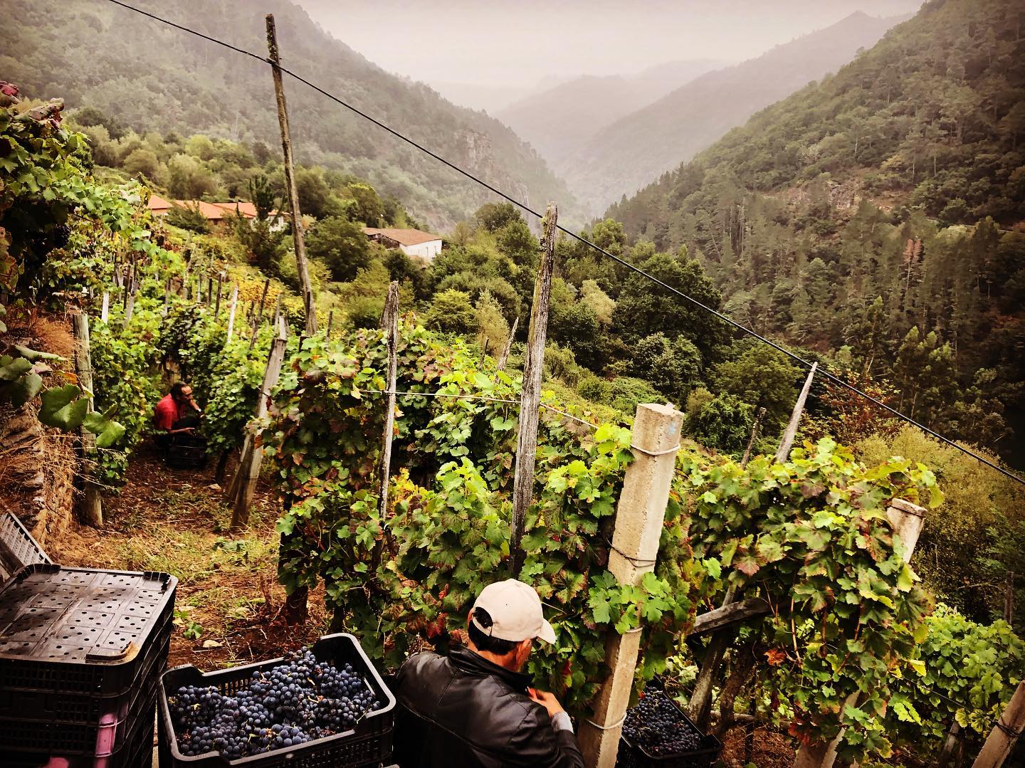 Ribeira Sacra Viñedos