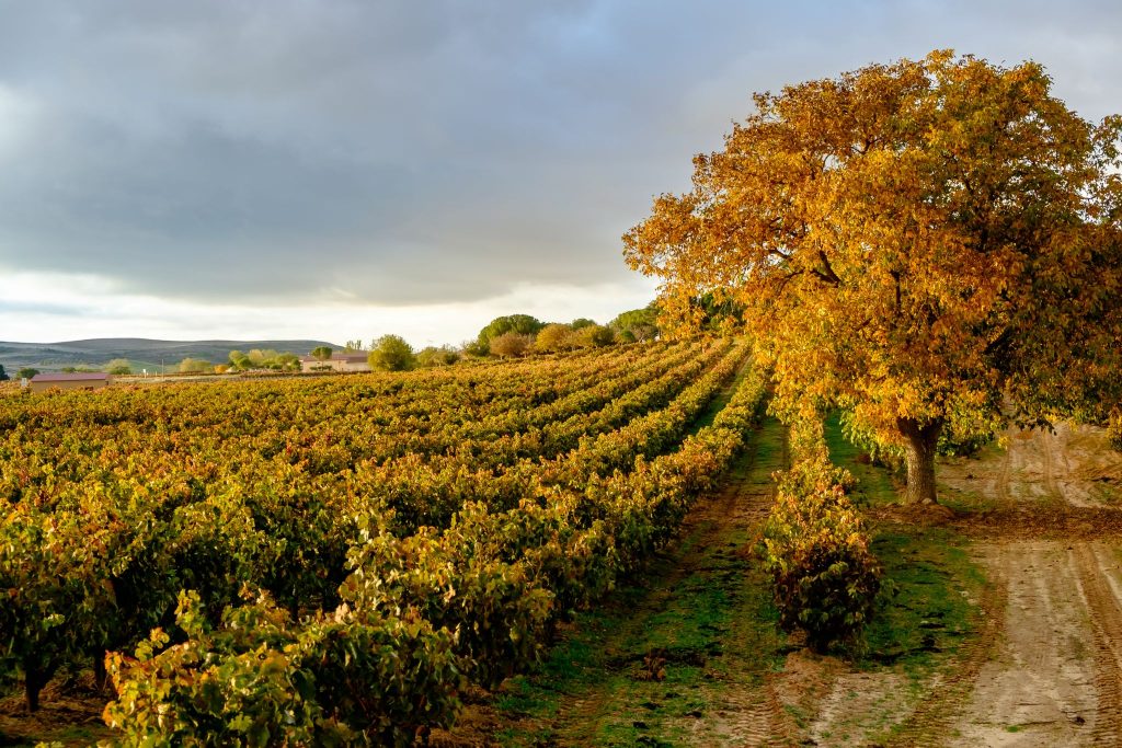 Wine Tourism along the “Jacobean Ways” Wine Tourism along the “Jacobean Ways”