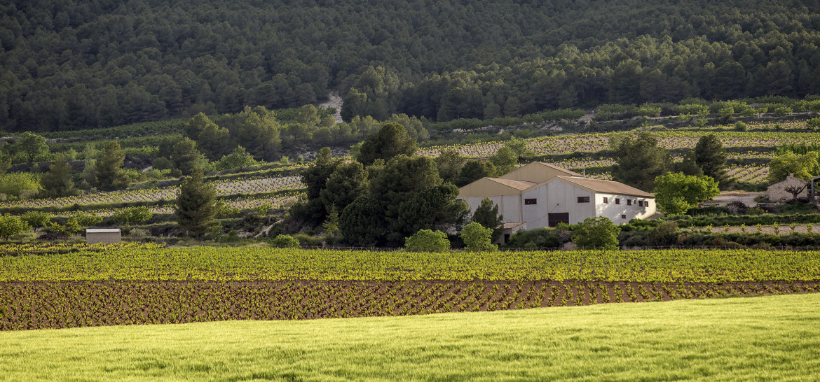 Bodegas Balcona