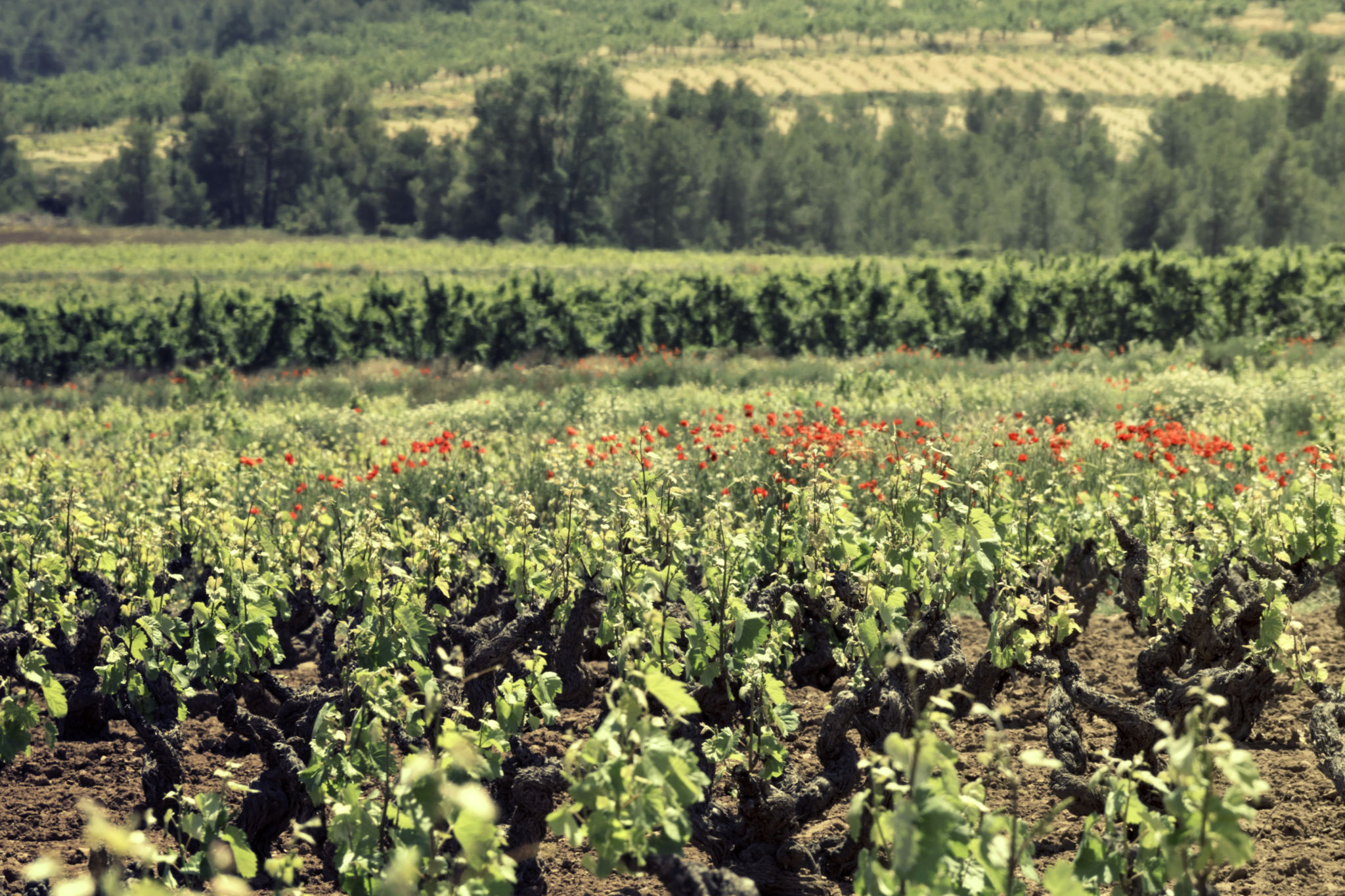 Bodegas Balcona Bodegas Balcona