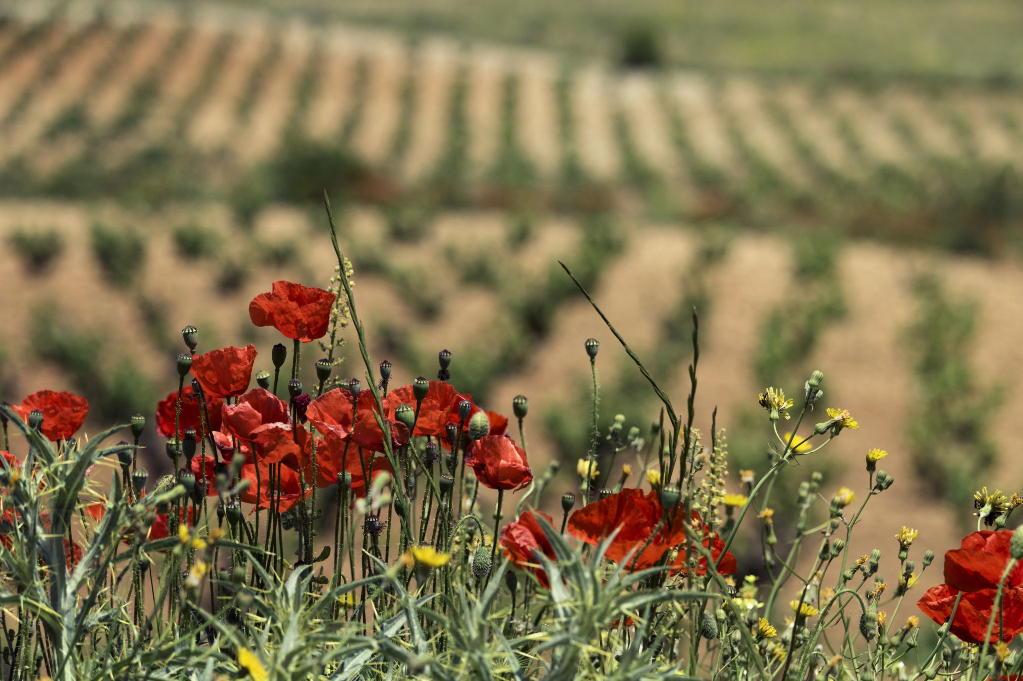 Flores con viñas al fondo difuminadas, Bodegas Balcona