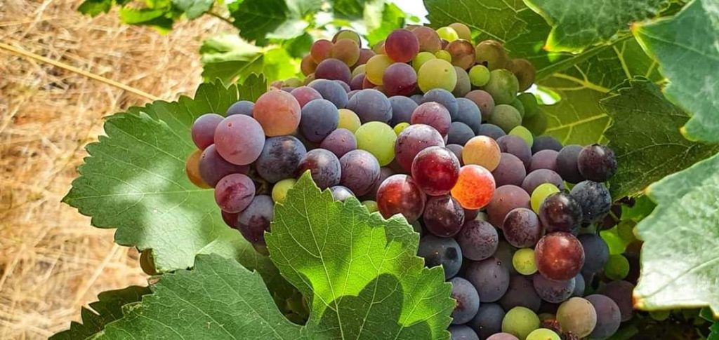 Enoturismo en Aragón Enoturismo en Aragón