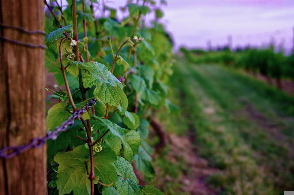 uvas Cabernet pueden sobrevivir al cambio climático