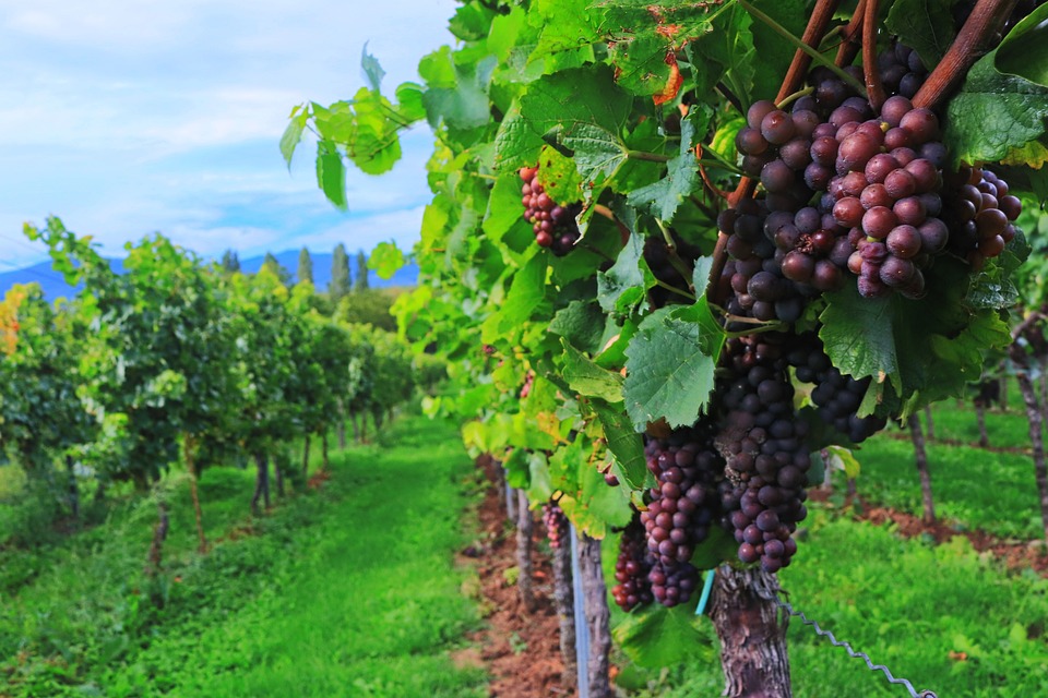 La producción mundial de vino cae