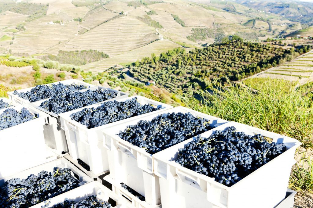 Douro portugués