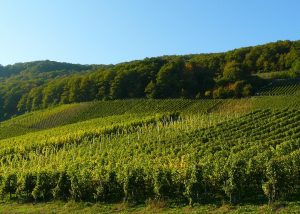 Wine connoisseurs face testing times as climate change alters flavors