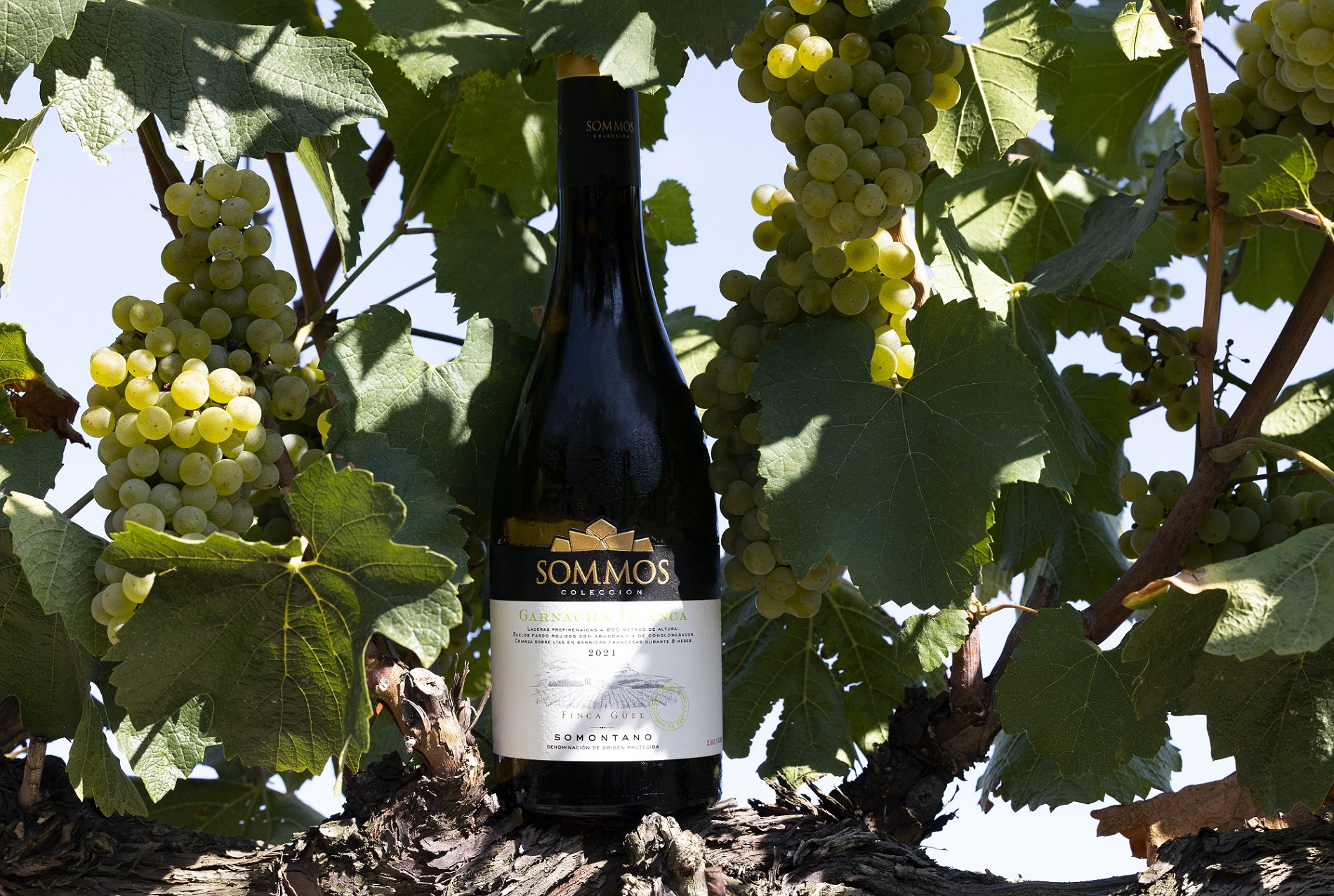 best white Grenache in the world best white Grenache in the world