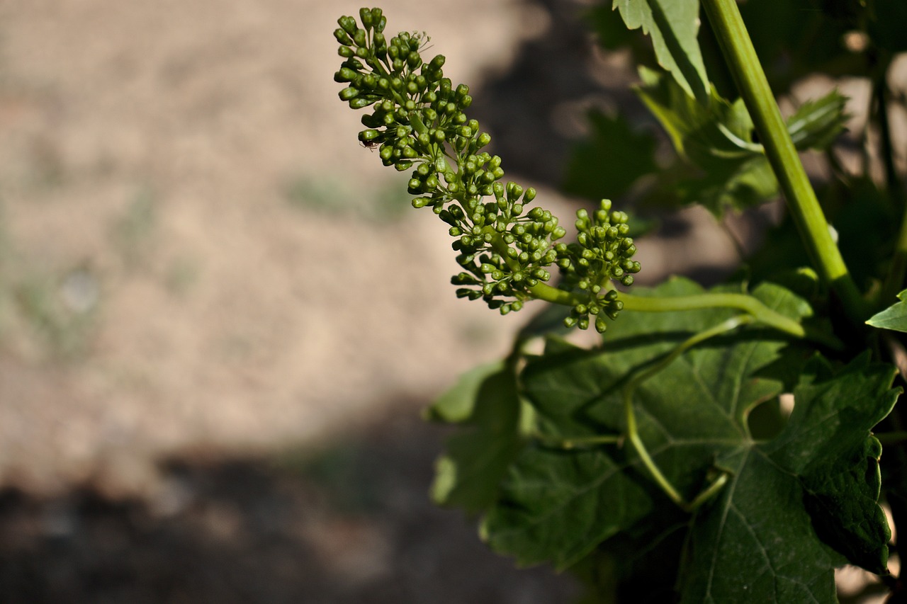 Los vinos georgianos Los vinos georgianos