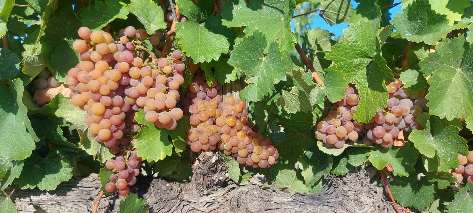 Bodega SOMMOS inicia su vendimia Bodega SOMMOS inicia su vendimia