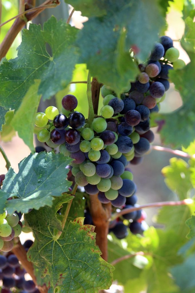 región vinícola de Languedoc-Rosellón región vinícola de Languedoc-Rosellón