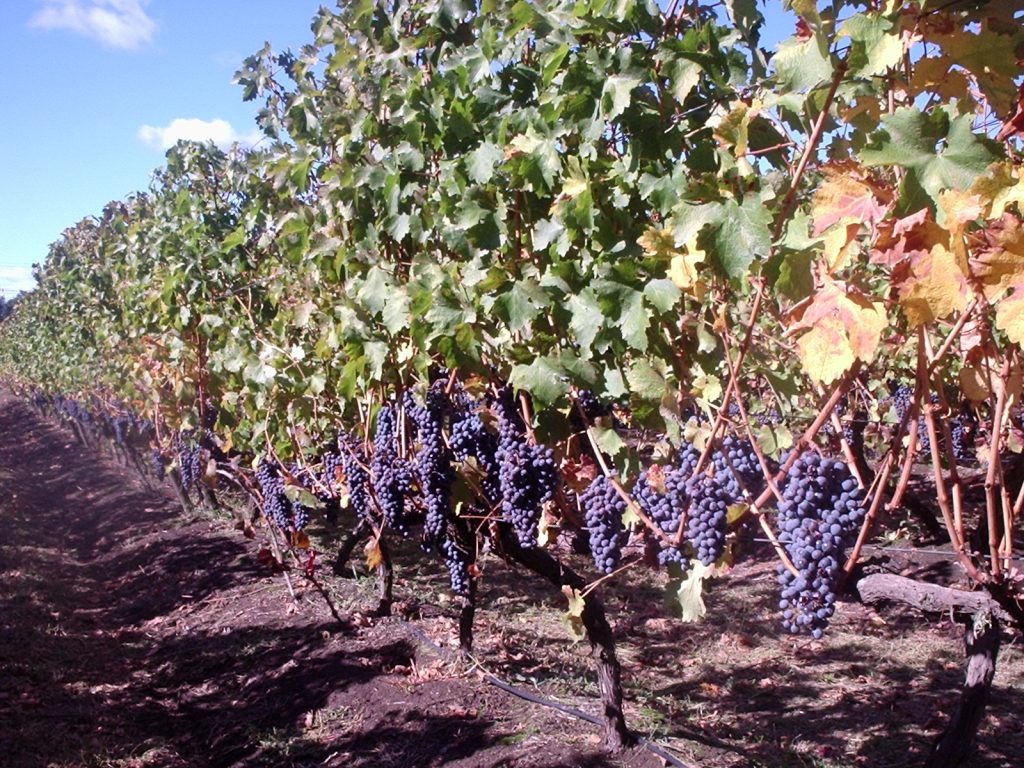 pesticidas en el viñedo