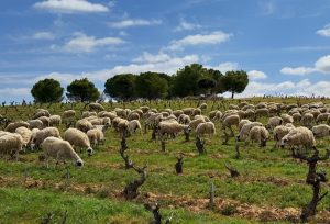 Bodegas Hnos. Pérez Pascuas – Viña Pedrosa: cuando el rebaño cuida la viña, pastoreo y tradición al servicio del terroir
