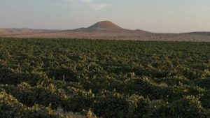 El Negev israelí se une a las principales regiones vinícolas del mundo