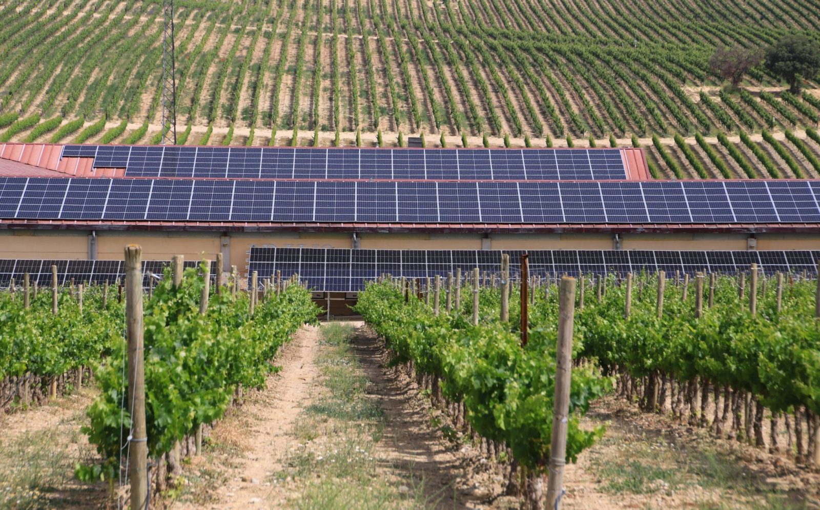 certificación IWCA Bodega Sommos paneles solares en los viñedos de Bodega Sommos
