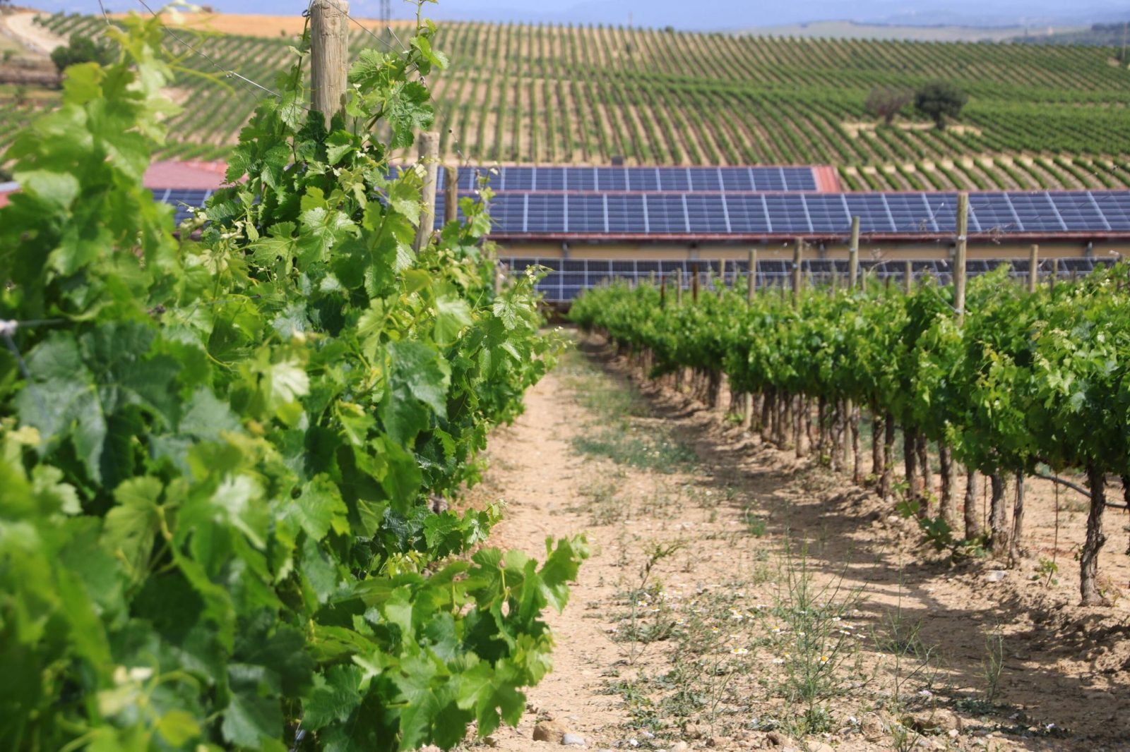 viñedos y paneles solares en Bodega Sommos