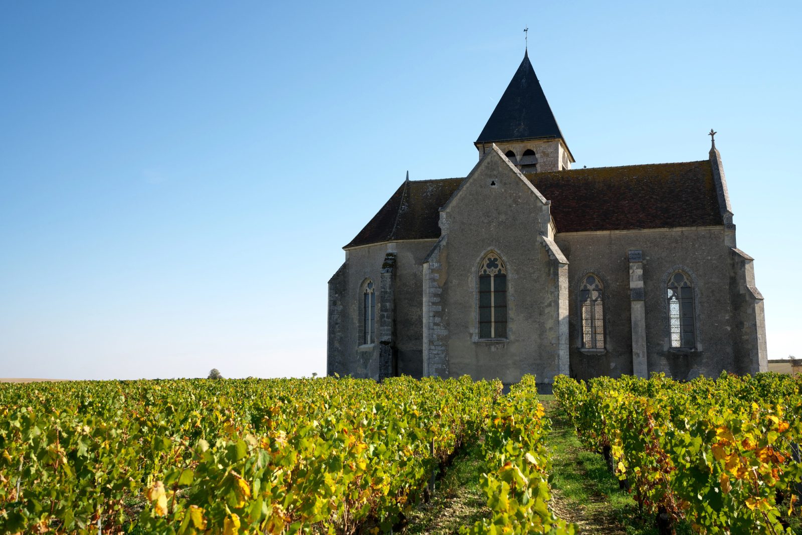 Viñedo en Chablis