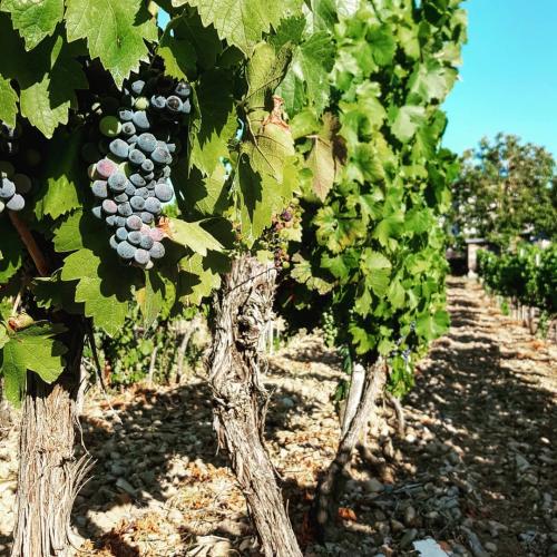 109431532 10224511842889885 3698068819384716548 o