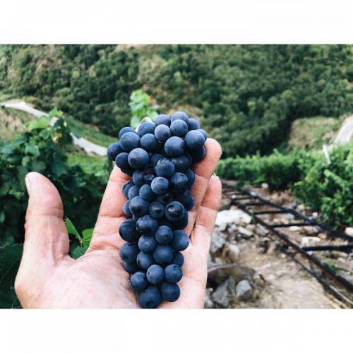 118645897 3841816745833703 5798528462259294625 o