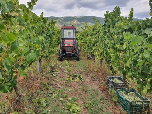 118786787 1696703143829670 3440283343355098009 n