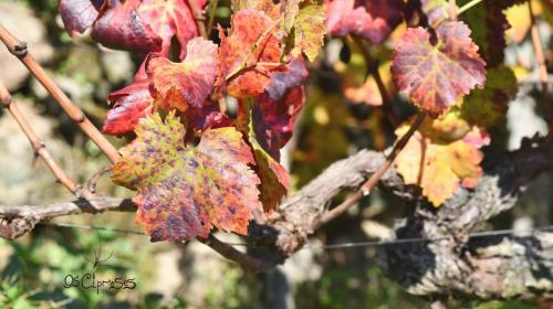 125542575 3966923243339230 8756914257241069140 o