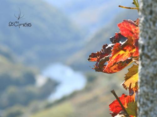 125545425 3966898970008324 2419175541708296282 o