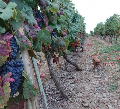 21150200 10155523394573405 8823204126443678825 n