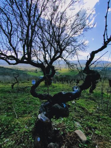 31bfa430-9fb8-4d90-ac36-0a5e2a226f0d