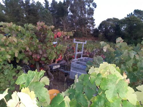 71068103 1375431335956854 7192581786998669312 n