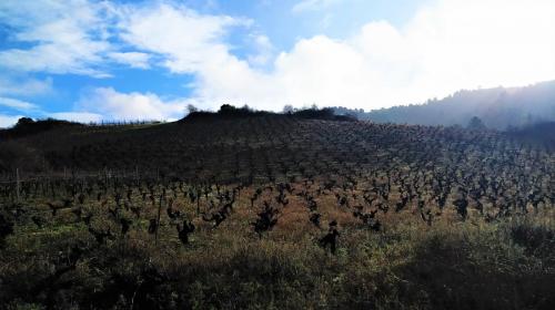 Finca  a coronela (2)