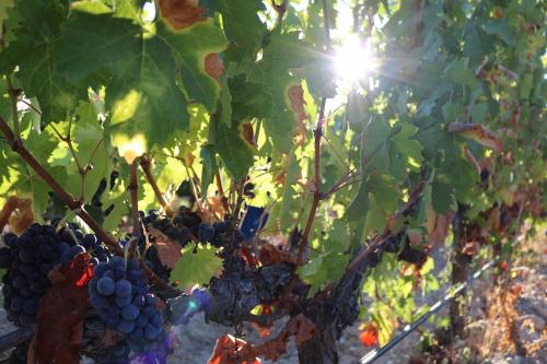 grapes-3735504 960 720