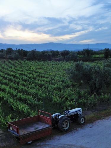 vineyard-5169295 960 720